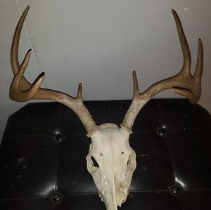 Real 8 point Whitetail Deer Antlers